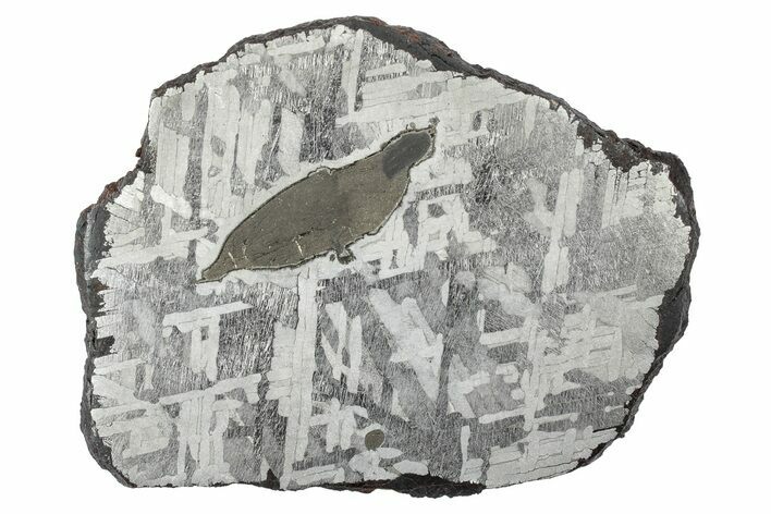 Etched Toluca Iron Meteorite ( g) Slice - Mexico #346496